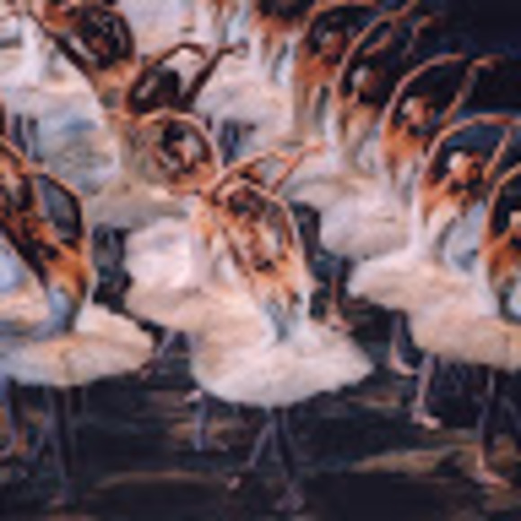 Meet your Posher, Jada - Picture 1 of 1